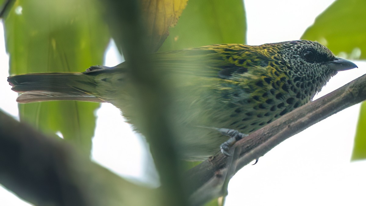 Calliste syacou - ML646236080