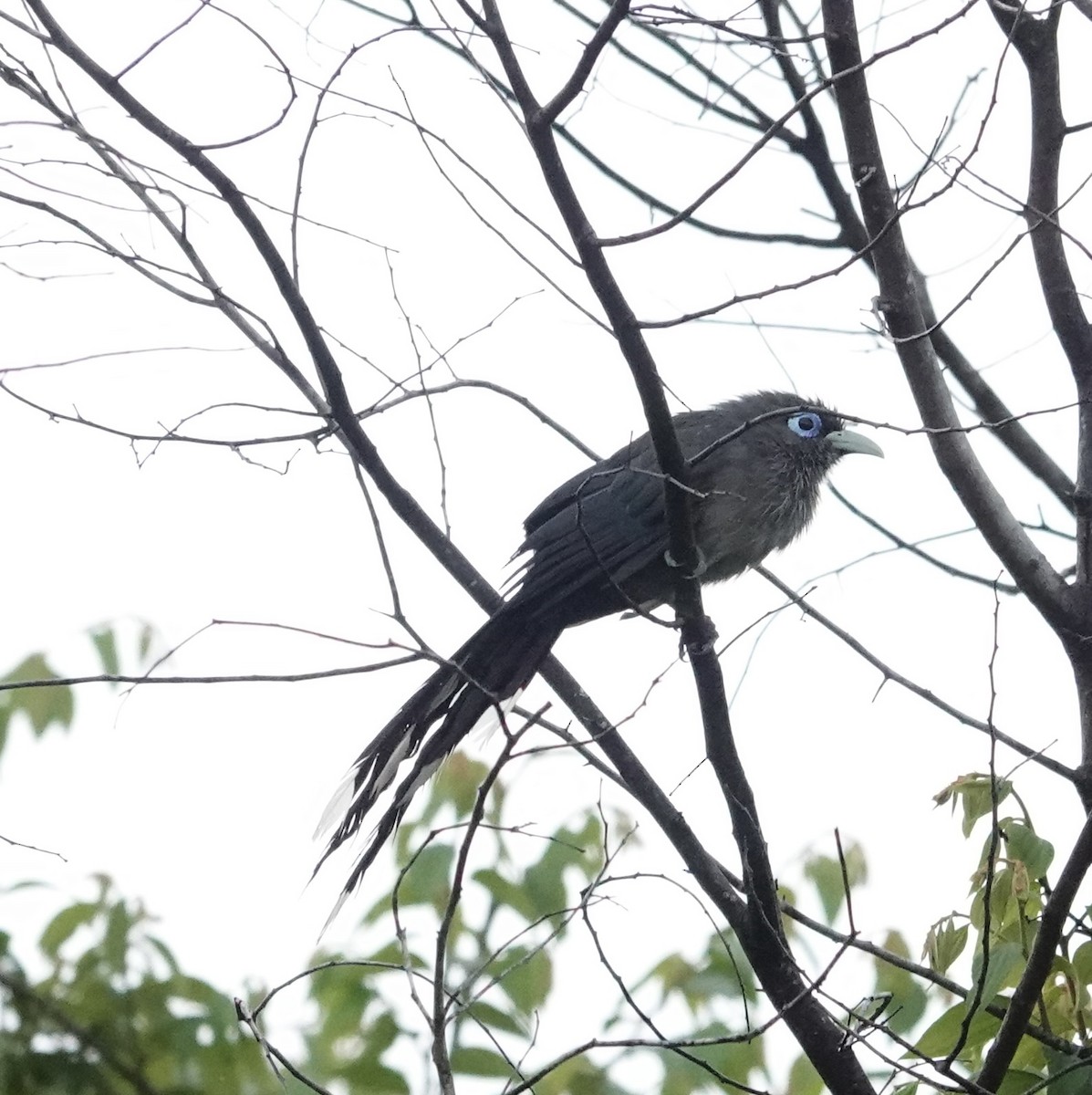 Blue-faced Malkoha - ML646236081