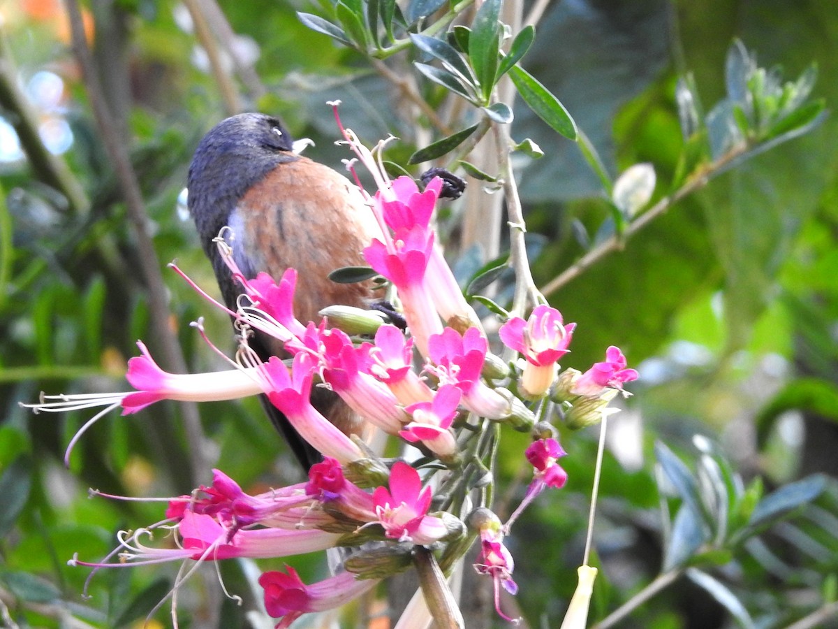 Black-throated Flowerpiercer - ML646236082