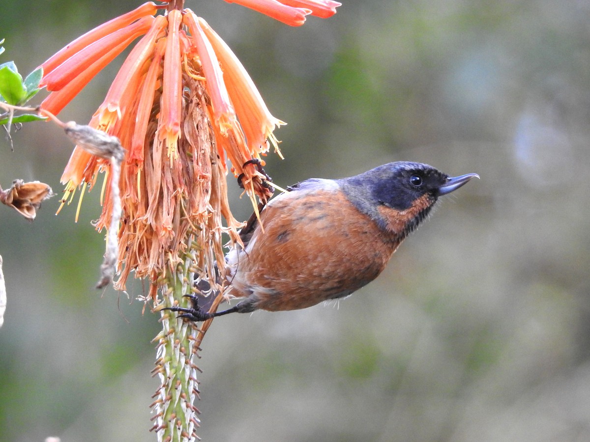 Black-throated Flowerpiercer - ML646236083