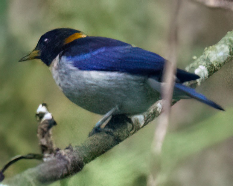 Tangara sucrier - ML646236084