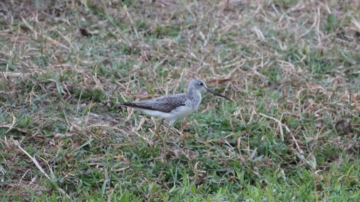 arabiaugle - ML646236088