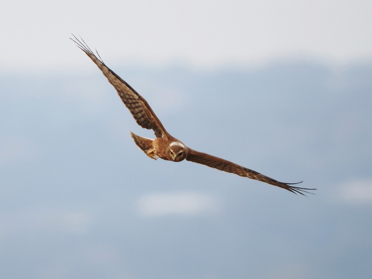 Pied Harrier - ML646236089