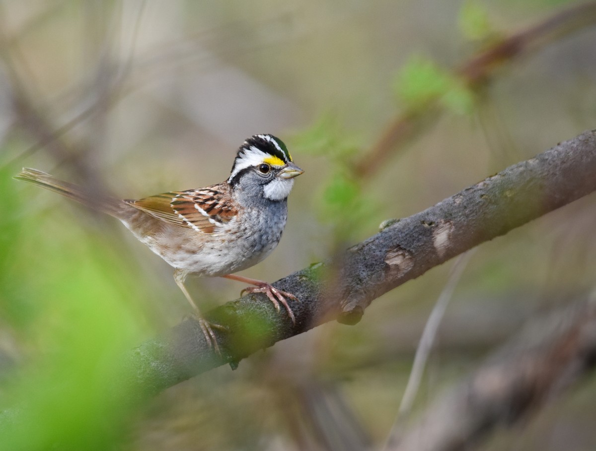 White-throated Sparrow - ML646236091