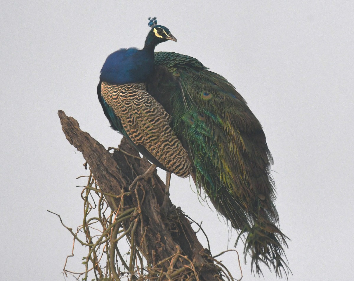 indiapåfugl - ML646236095