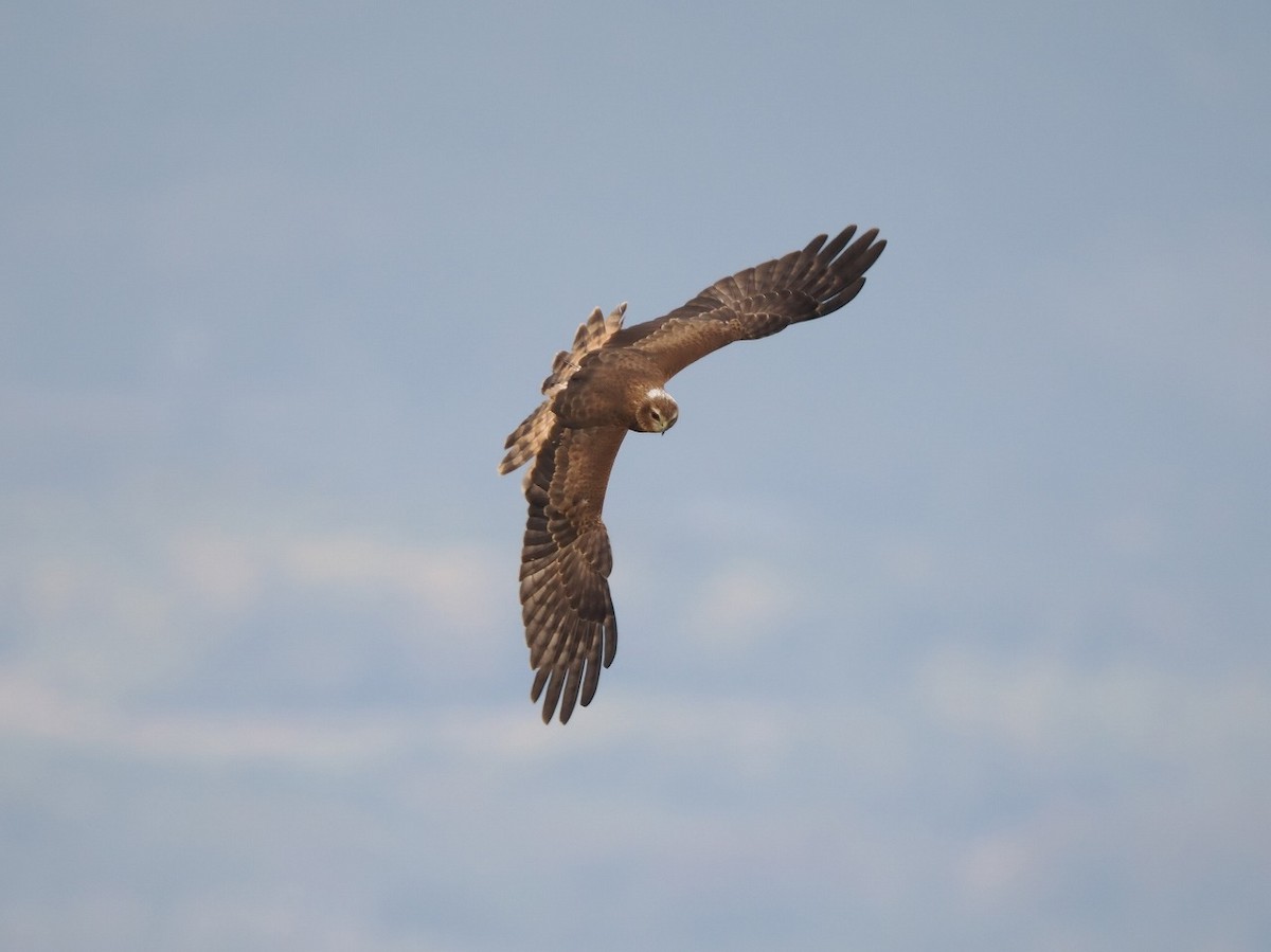 Pied Harrier - ML646236096