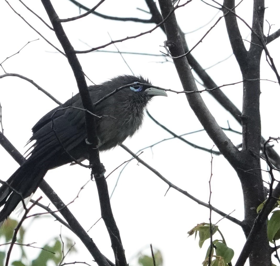Blue-faced Malkoha - ML646236101
