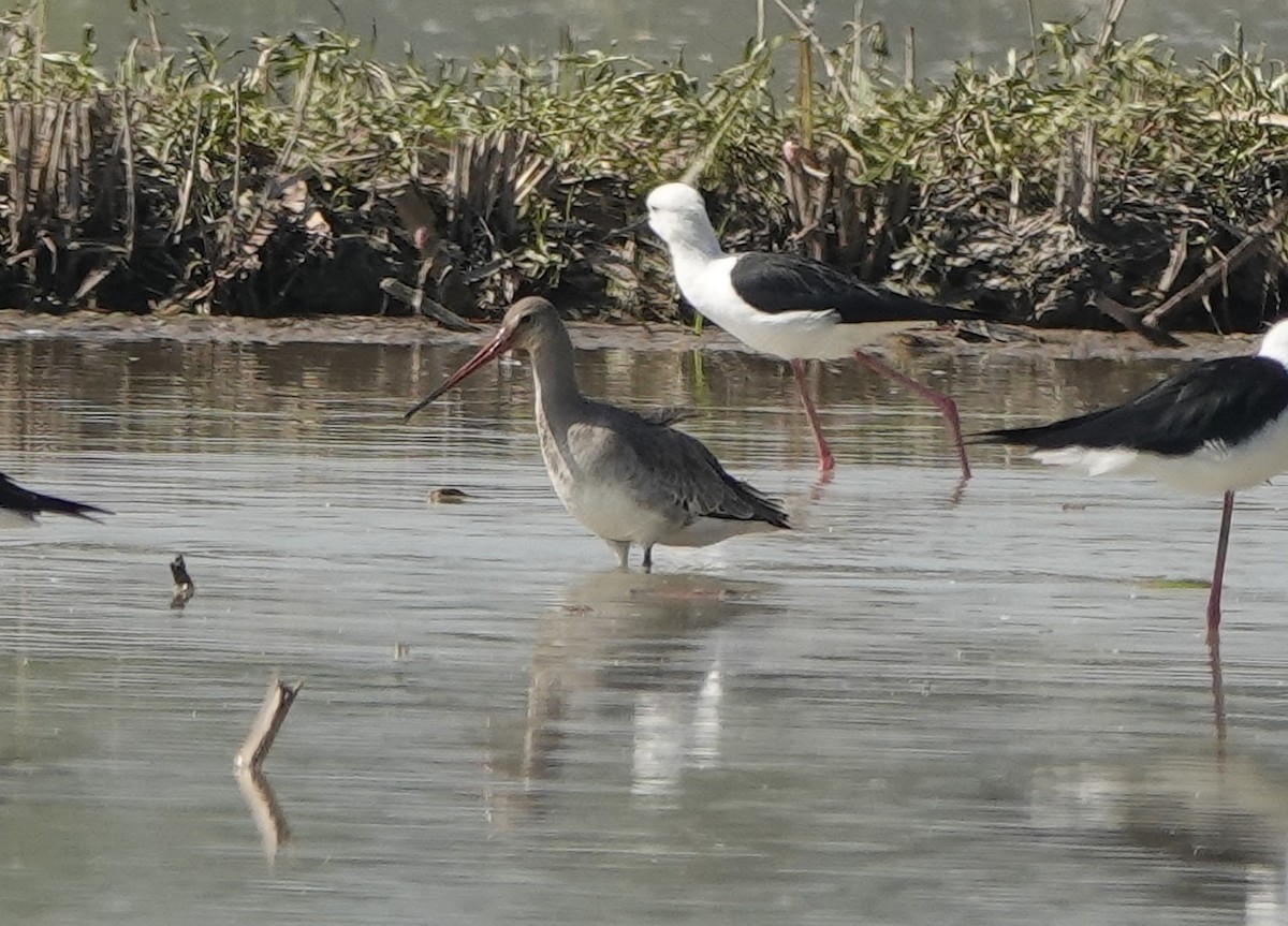 svarthalespove - ML646236103