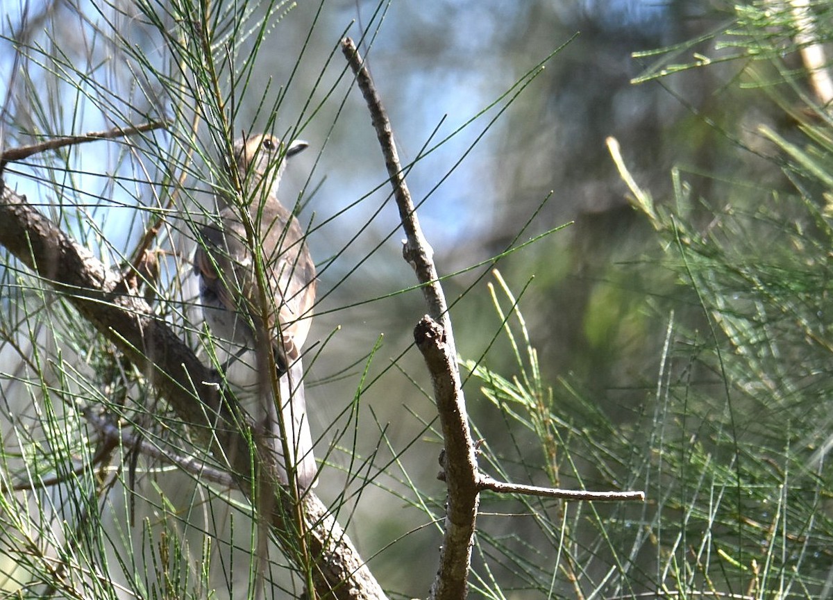 plystreglente - ML646236104