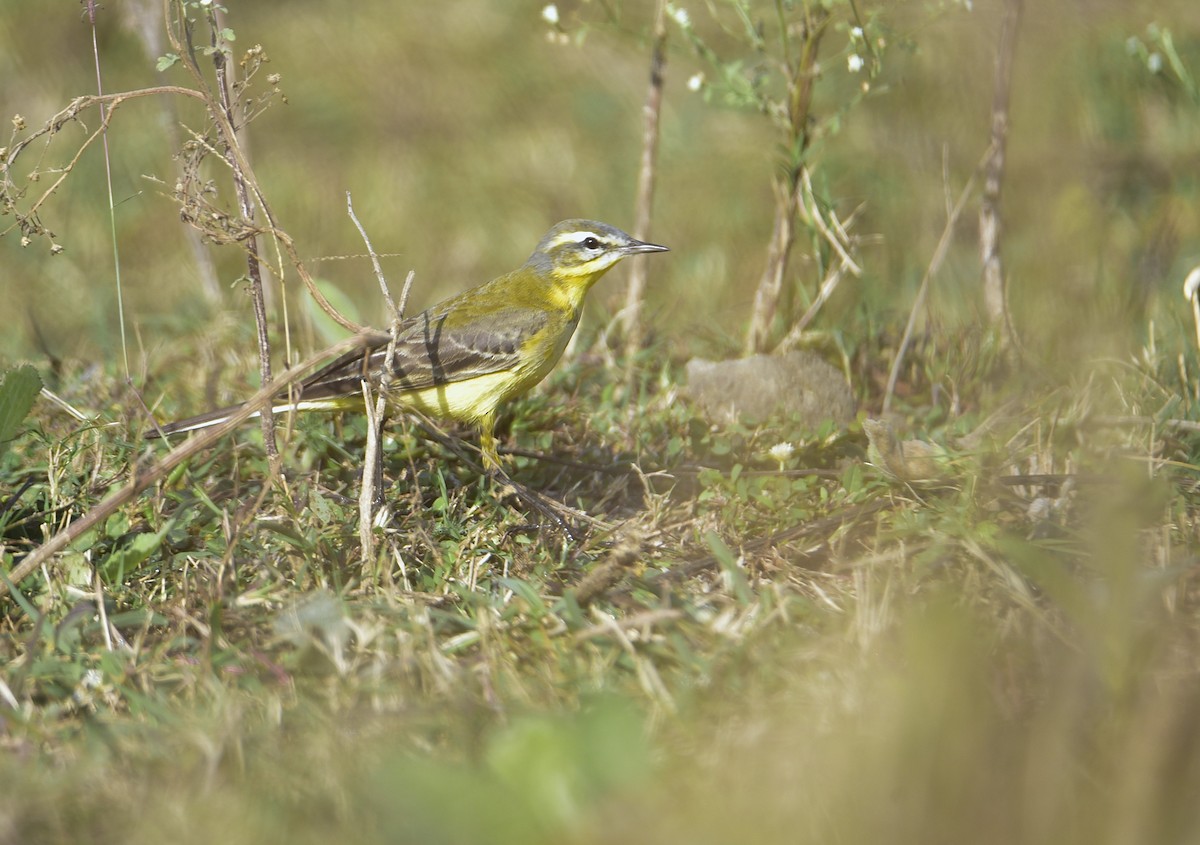 gulerle - ML646236107