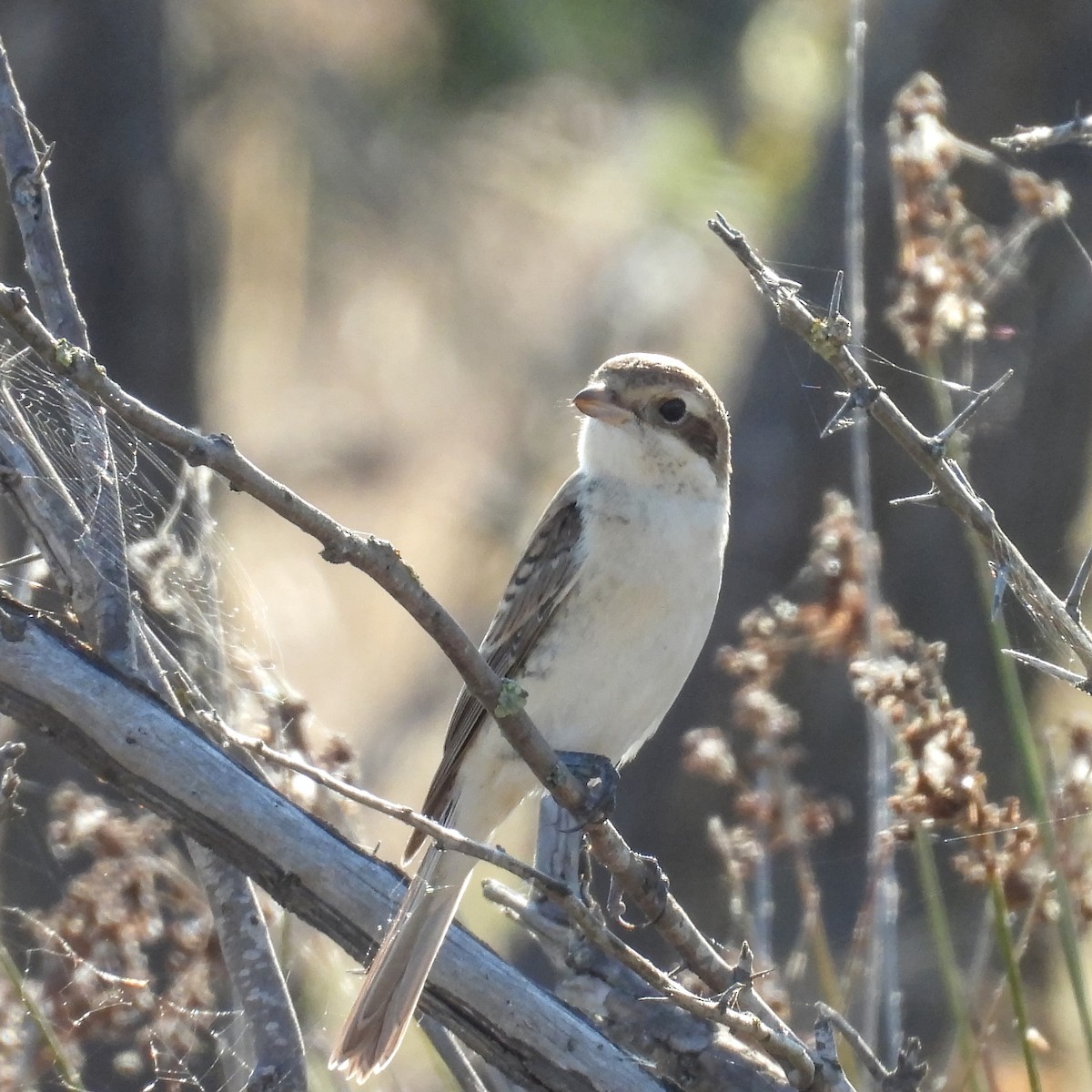 tornskate - ML646236116