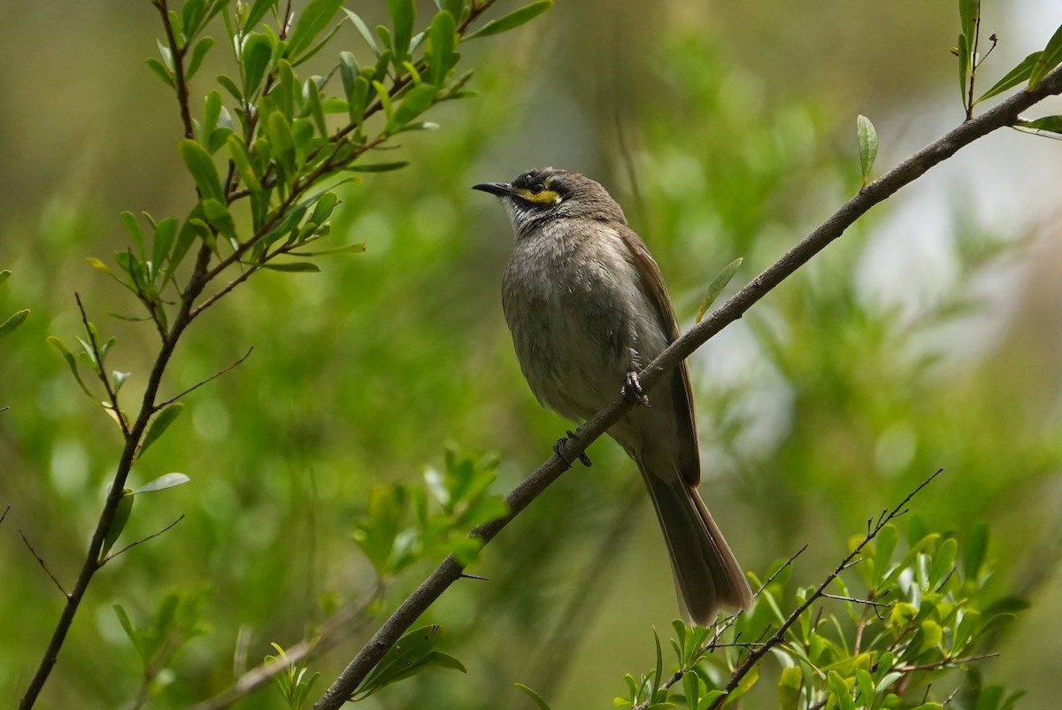 gulstripehonningeter - ML646236119