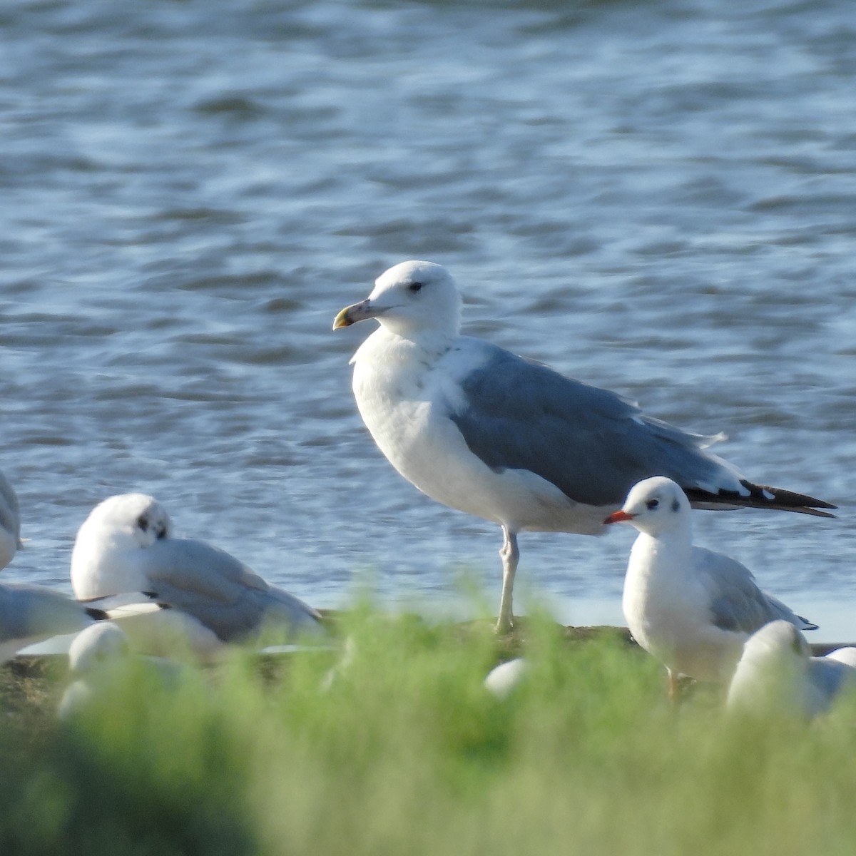 kaspimåke - ML646236122