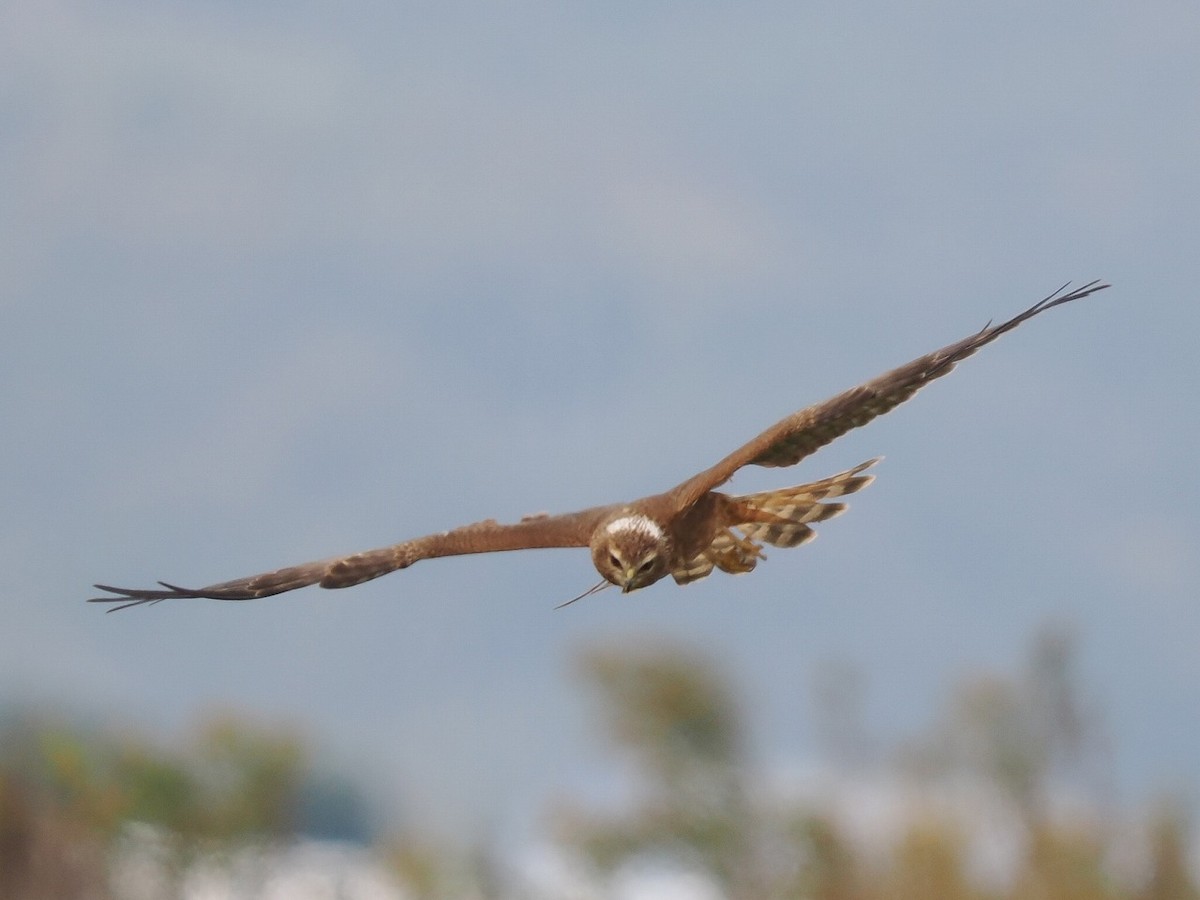 Pied Harrier - ML646236124
