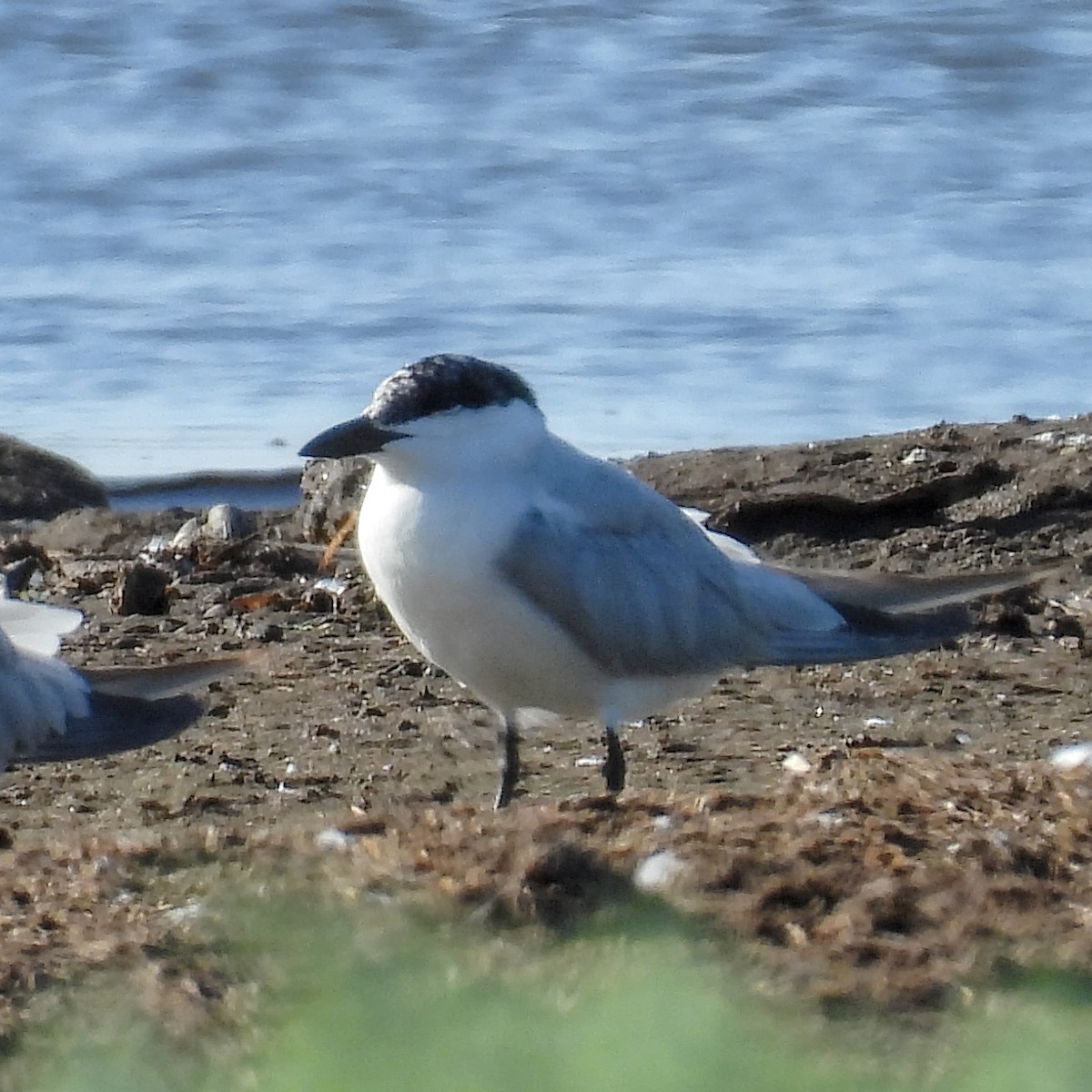 sandterne - ML646236127