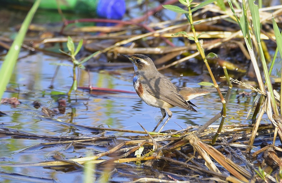 blåstrupe - ML646236130