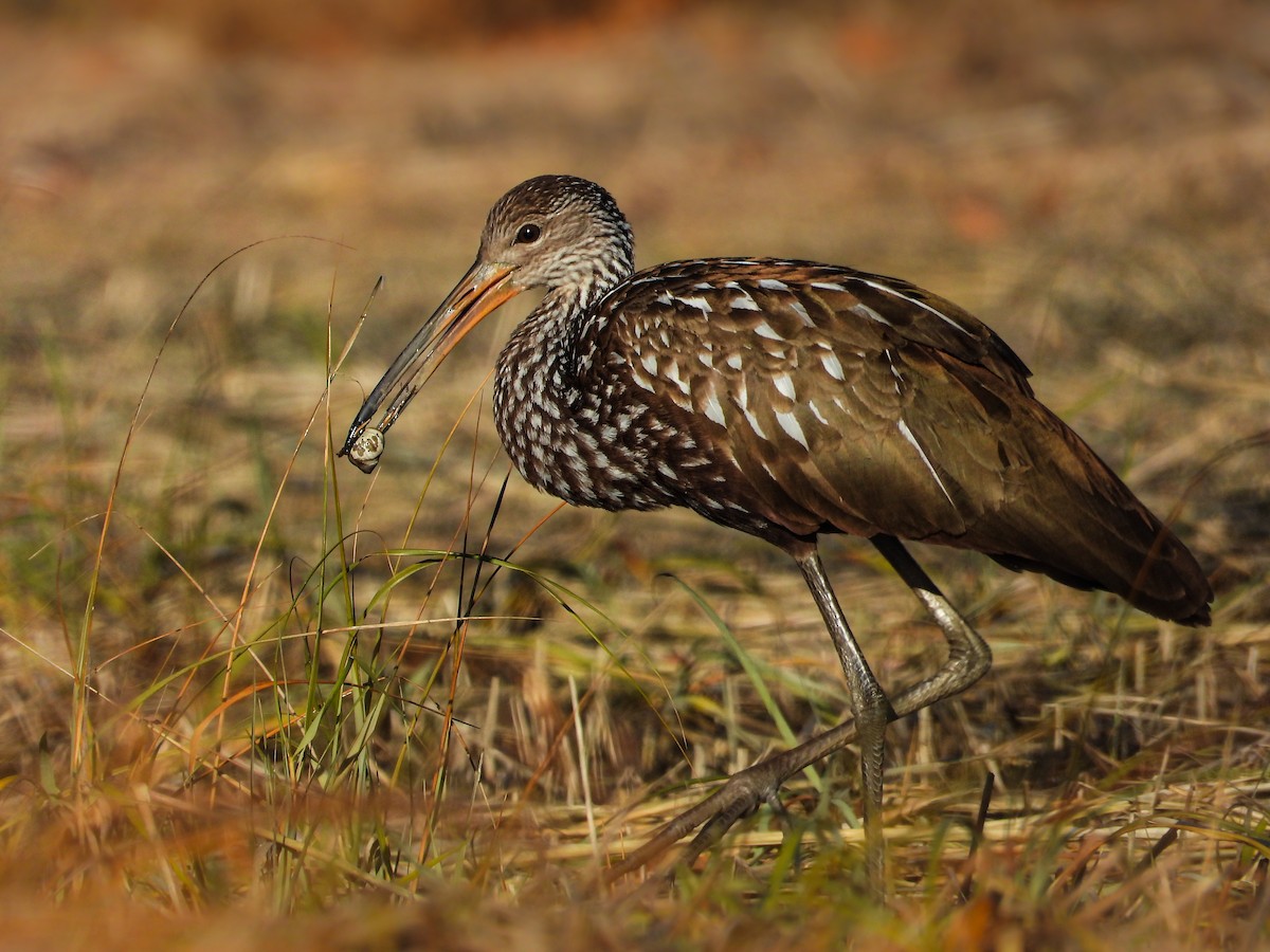 riksetrane - ML646236131