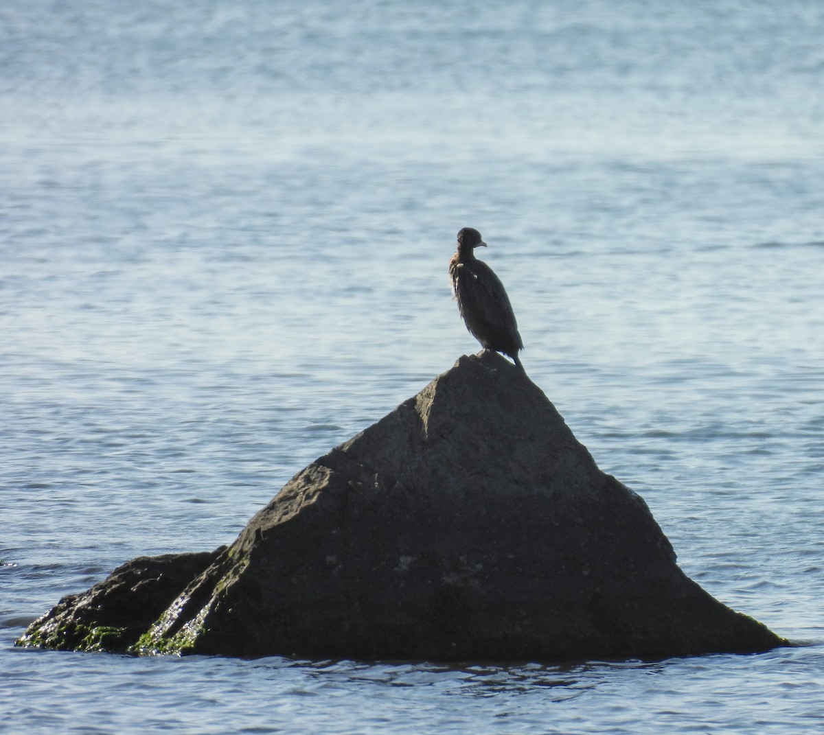 dvergskarv - ML646236134