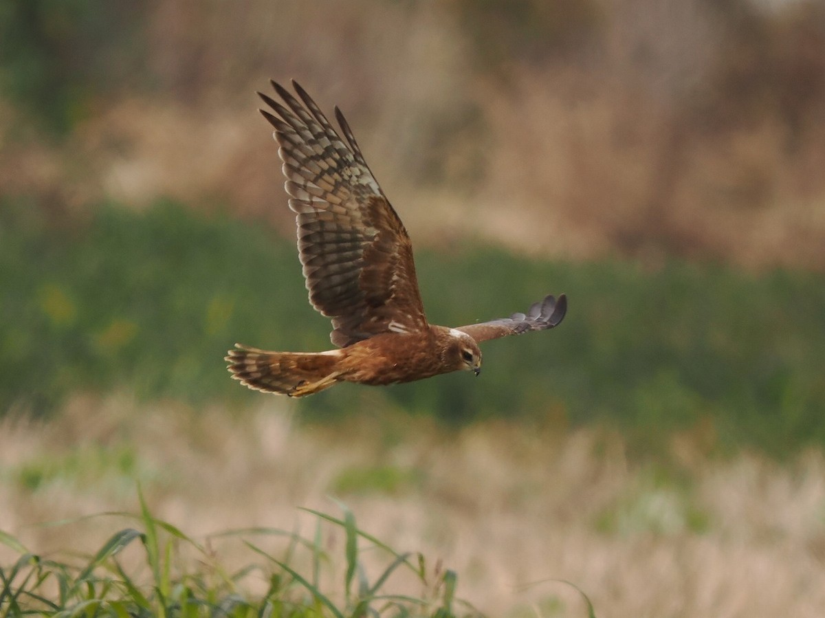 Pied Harrier - ML646236135
