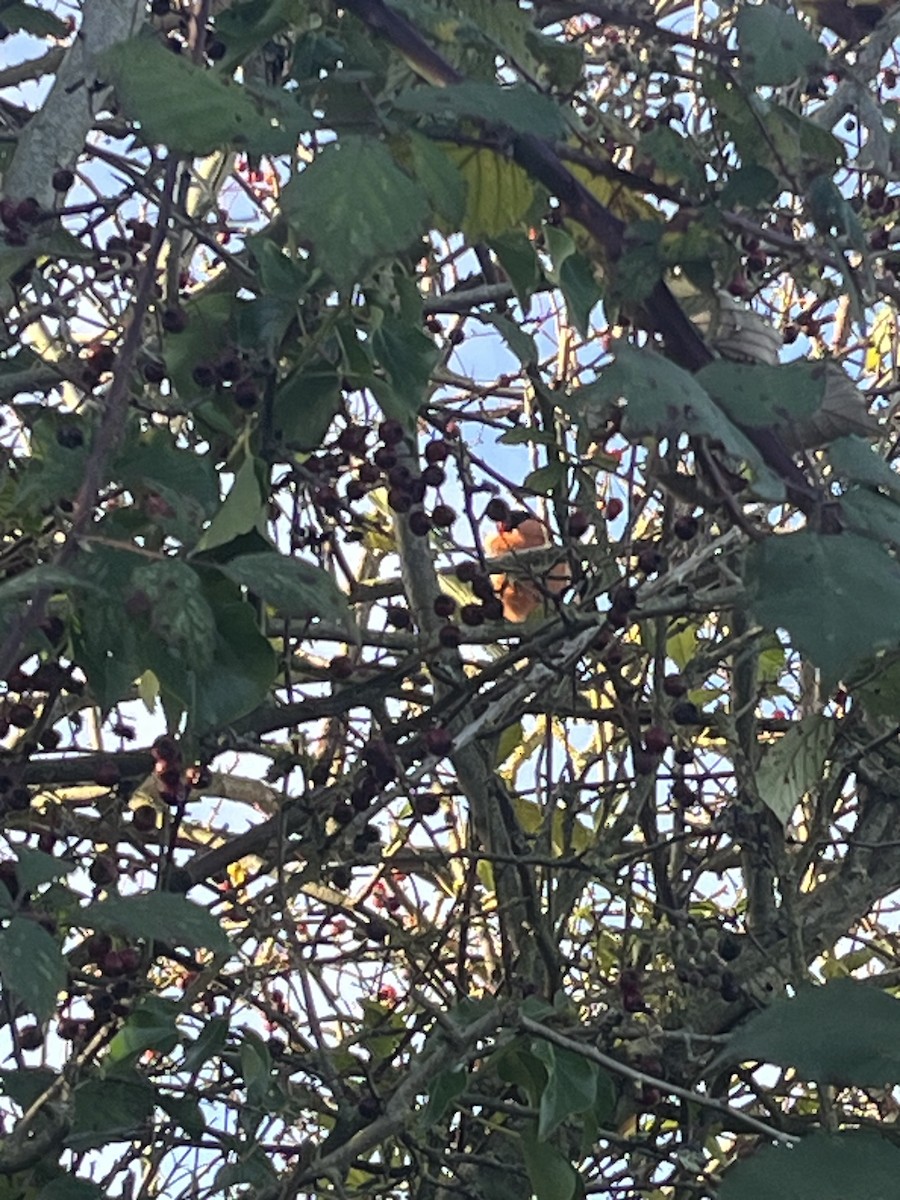 dompap - ML646236136