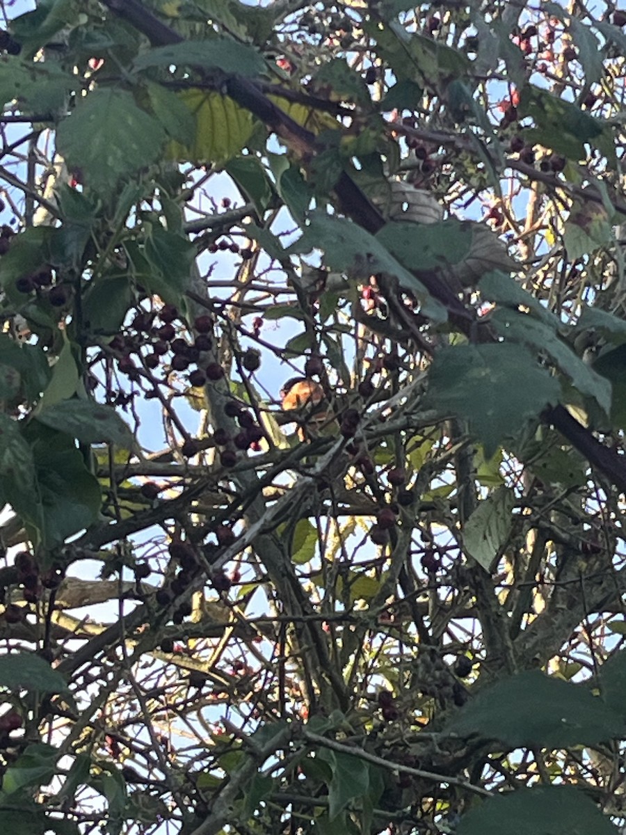 dompap - ML646236138