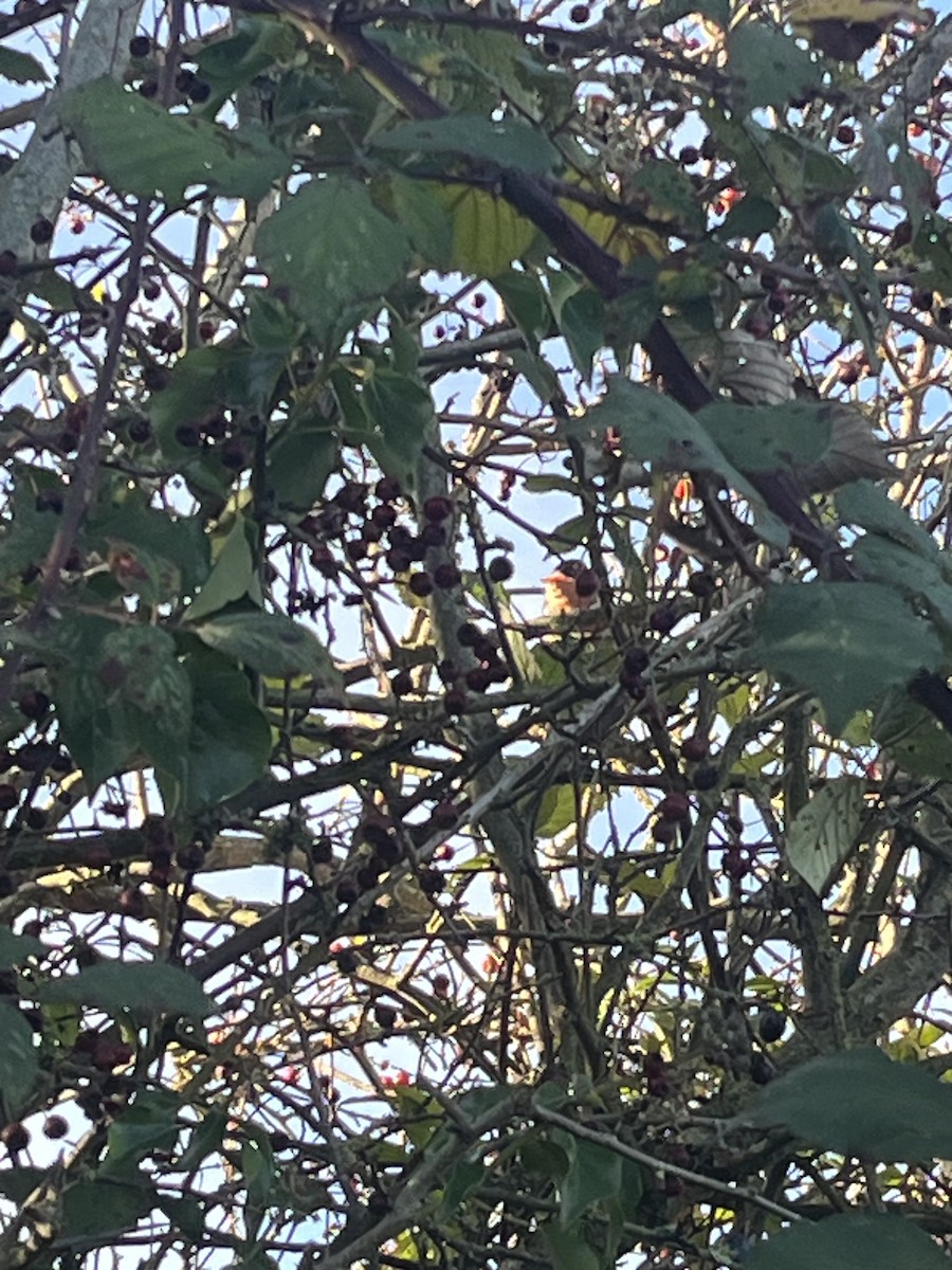 dompap - ML646236139