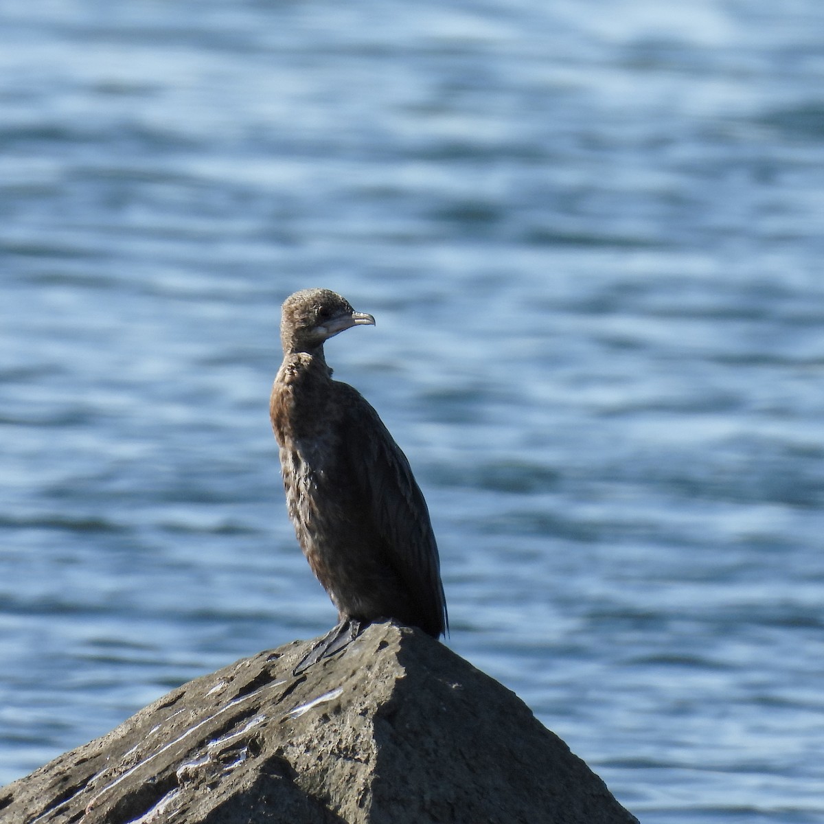 Ubarroi txikia - ML646236148