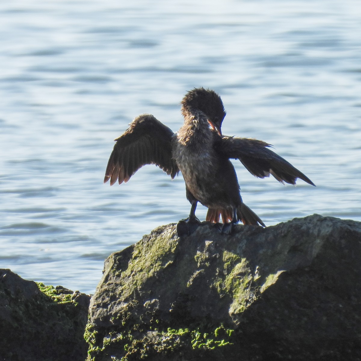 Ubarroi txikia - ML646236150