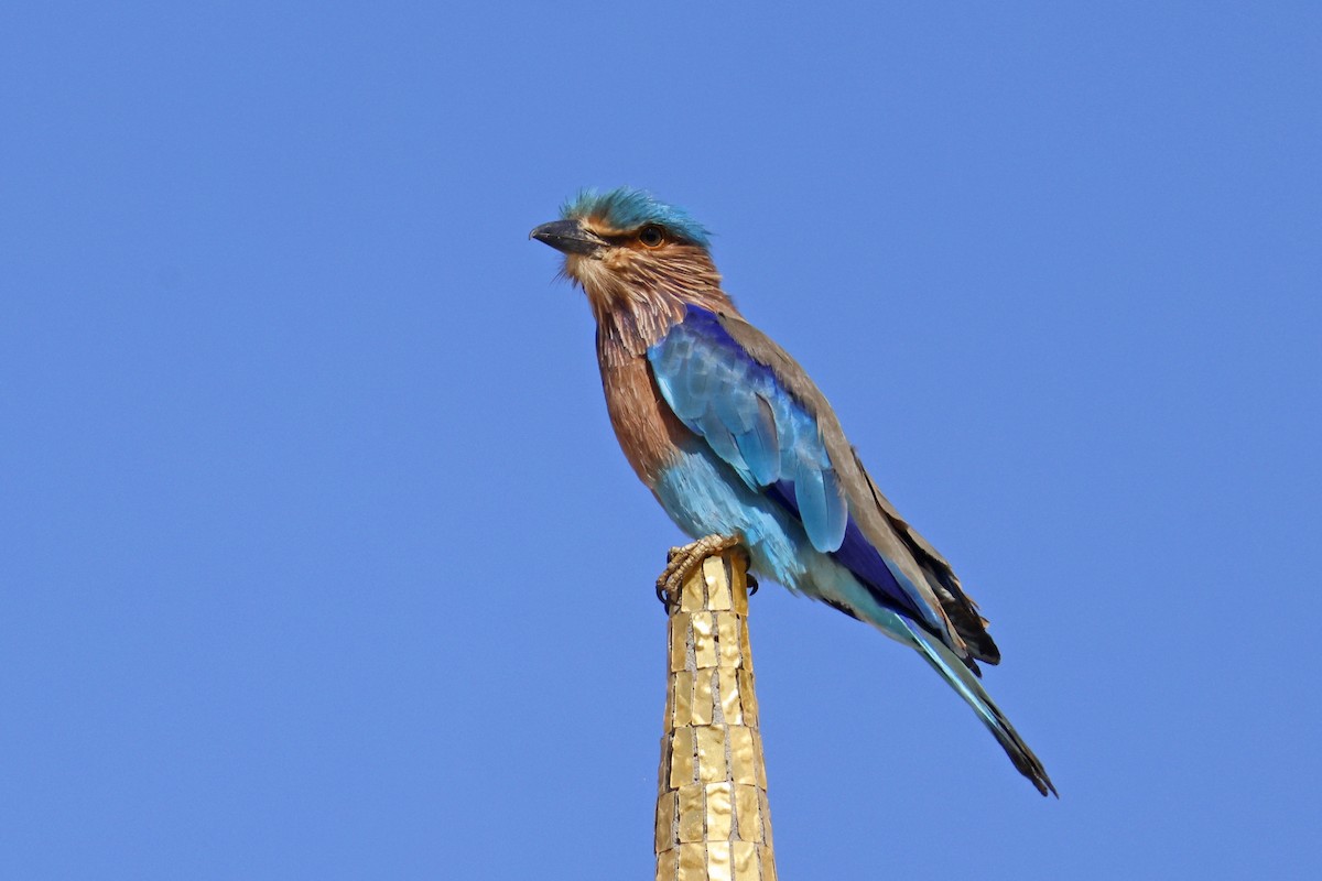Indian Roller - ML646236151