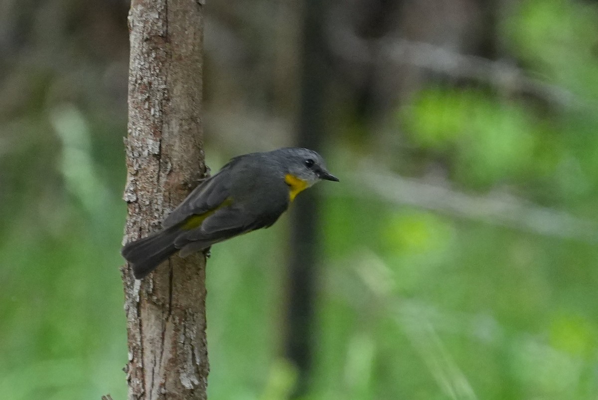 Eastern Yellow Robin - ML646236152