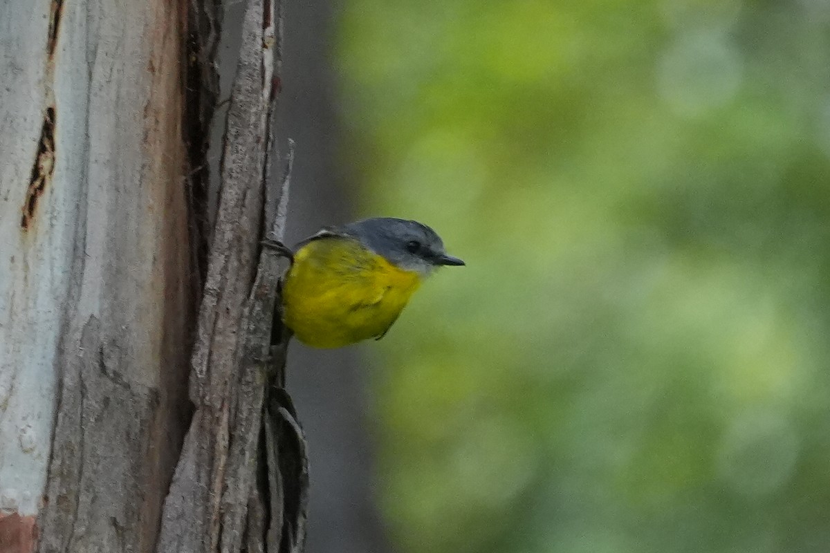 Eastern Yellow Robin - ML646236153
