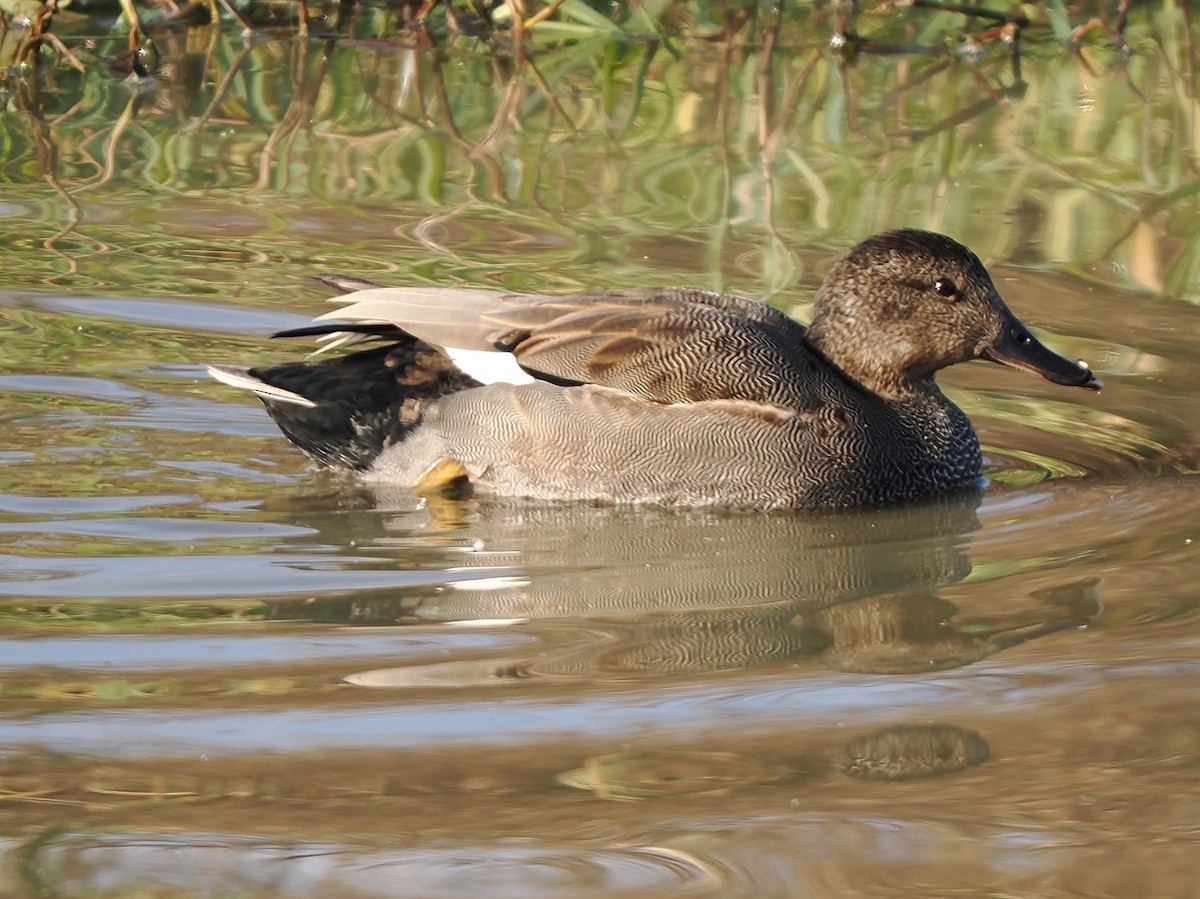 Gadwall - ML646236154