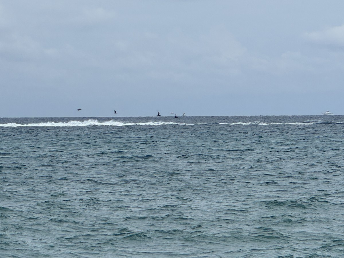 Northern Gannet - ML646236158