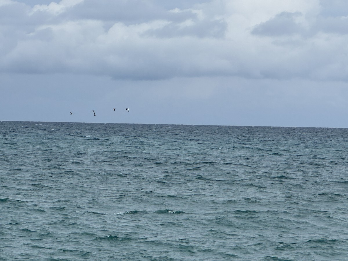 Northern Gannet - ML646236159