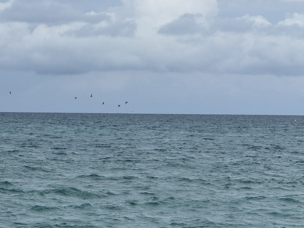 Northern Gannet - ML646236160