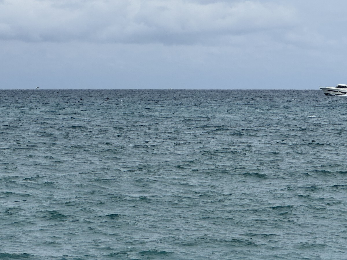 Northern Gannet - ML646236161