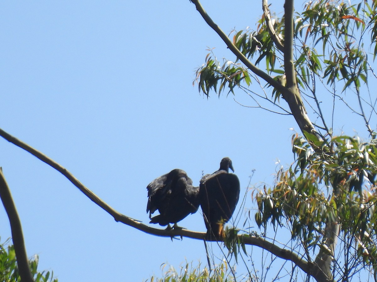 Black Vulture - ML646236165