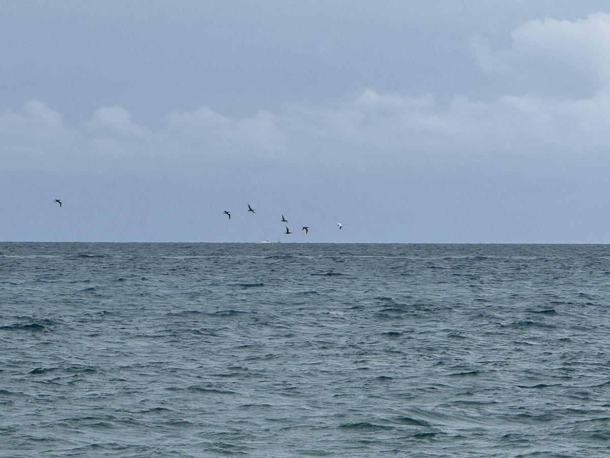 Northern Gannet - ML646236166