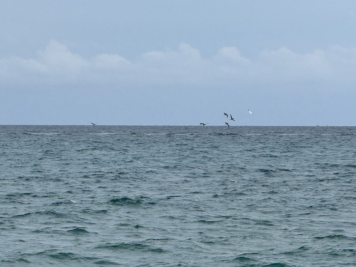 Northern Gannet - ML646236167