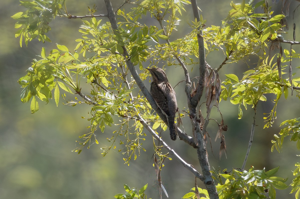 סבראש - ML646236175