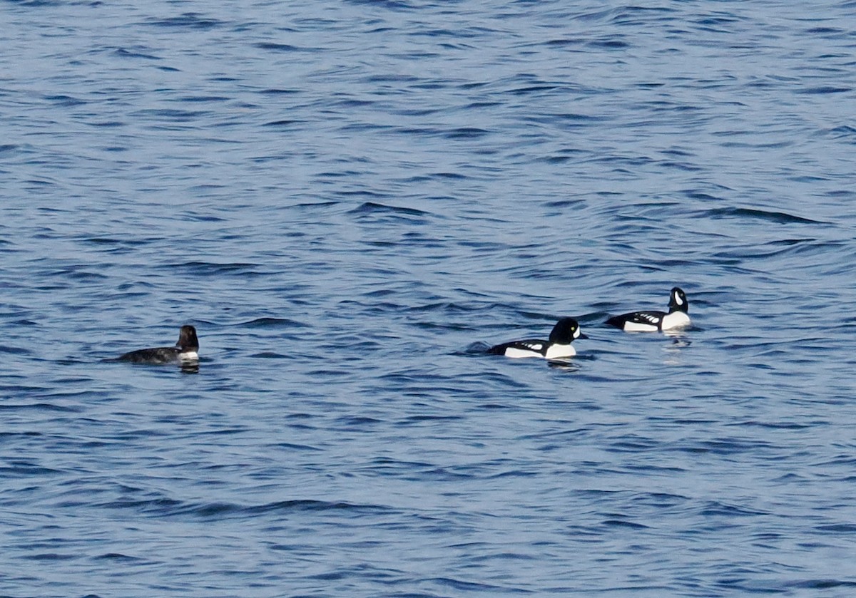 キタホオジロガモ - ML646236193