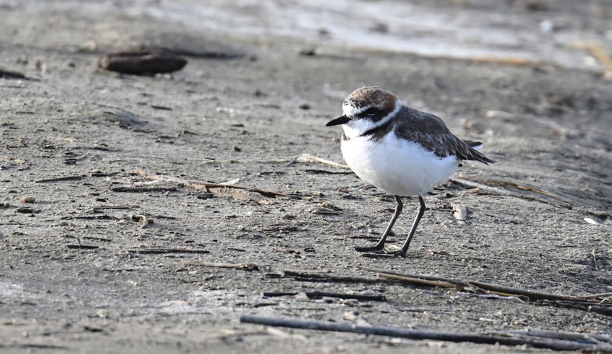 Fratino - ML646236199