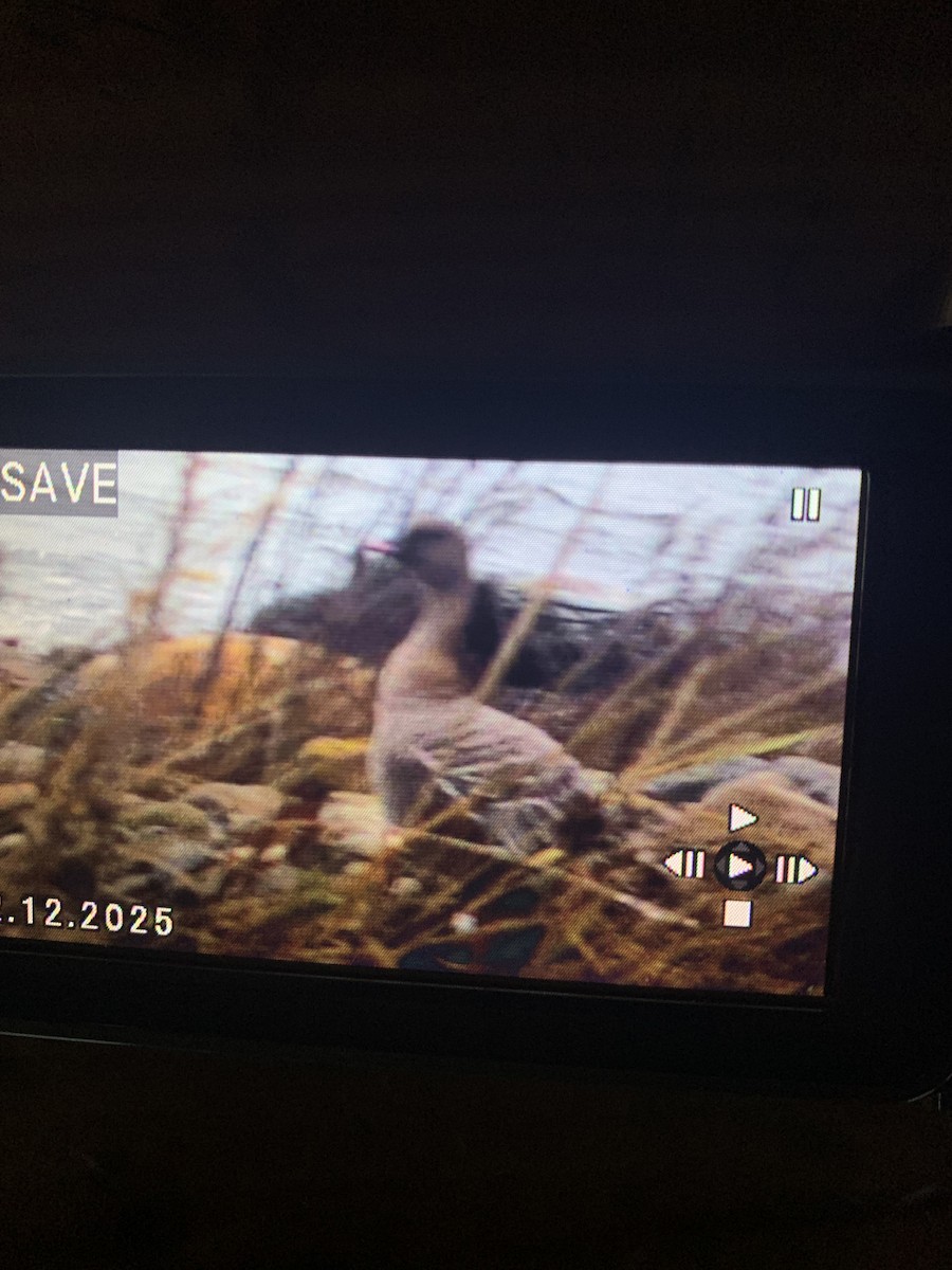 Pink-footed Goose - ML646236216