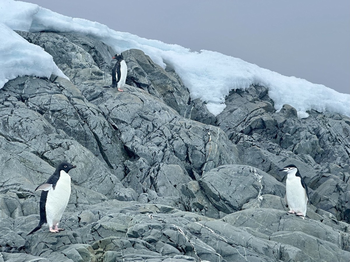 Adelie Penguin - ML646236224