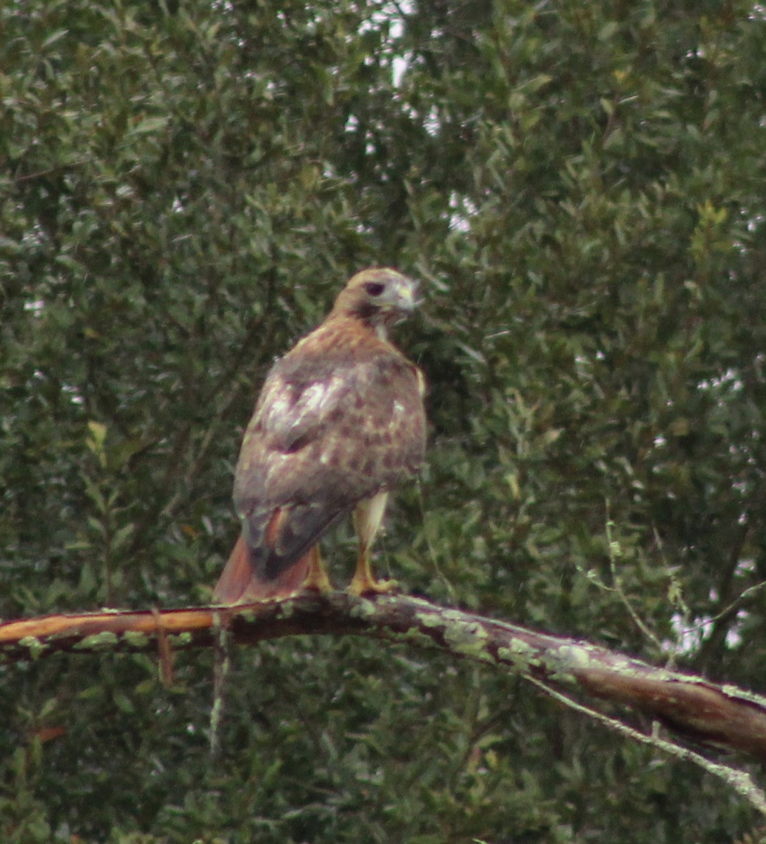 Red-tailed Hawk - ML646236225