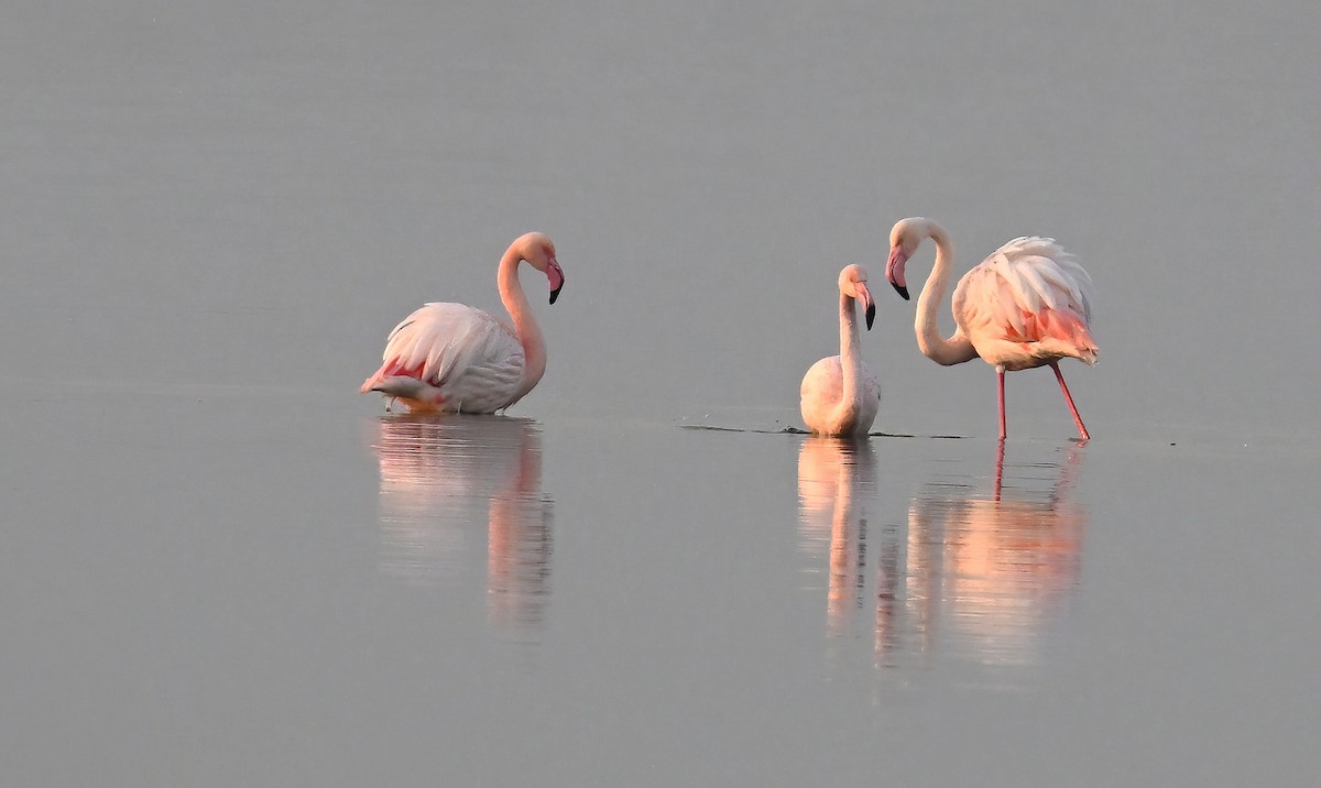 Fenicottero - ML646236226