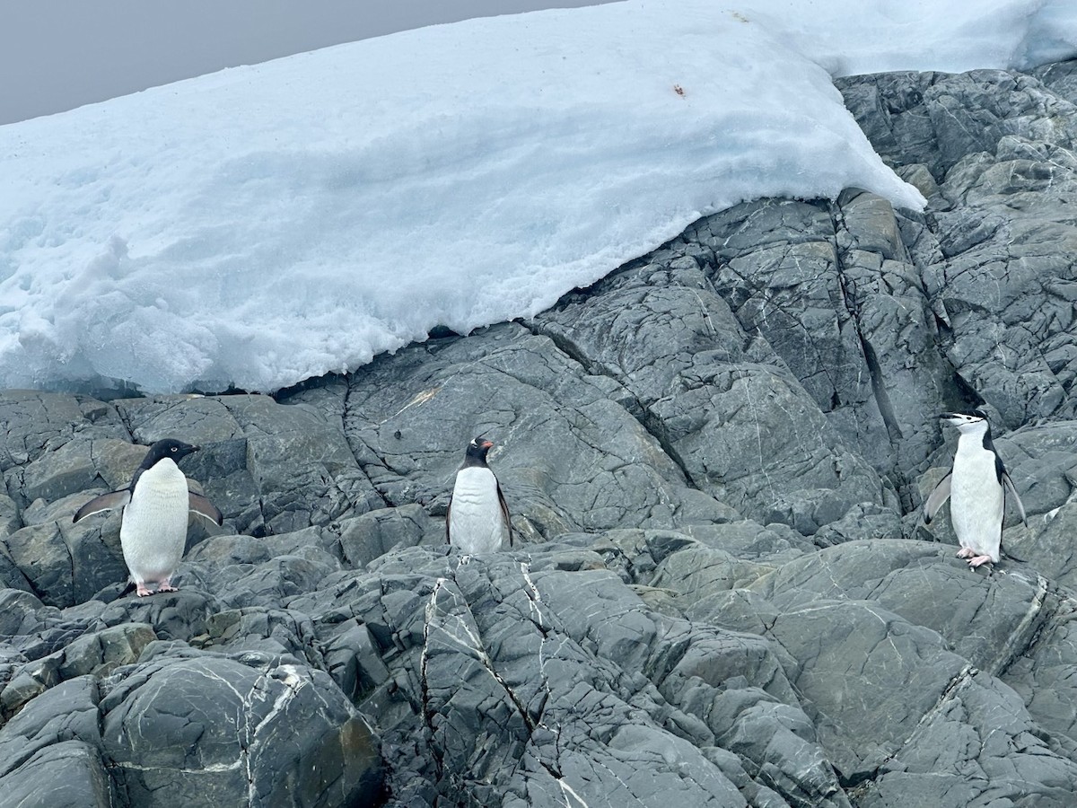 Gentoo Penguin - ML646236230