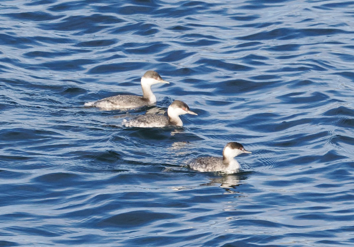 Красношейная поганка - ML646236232