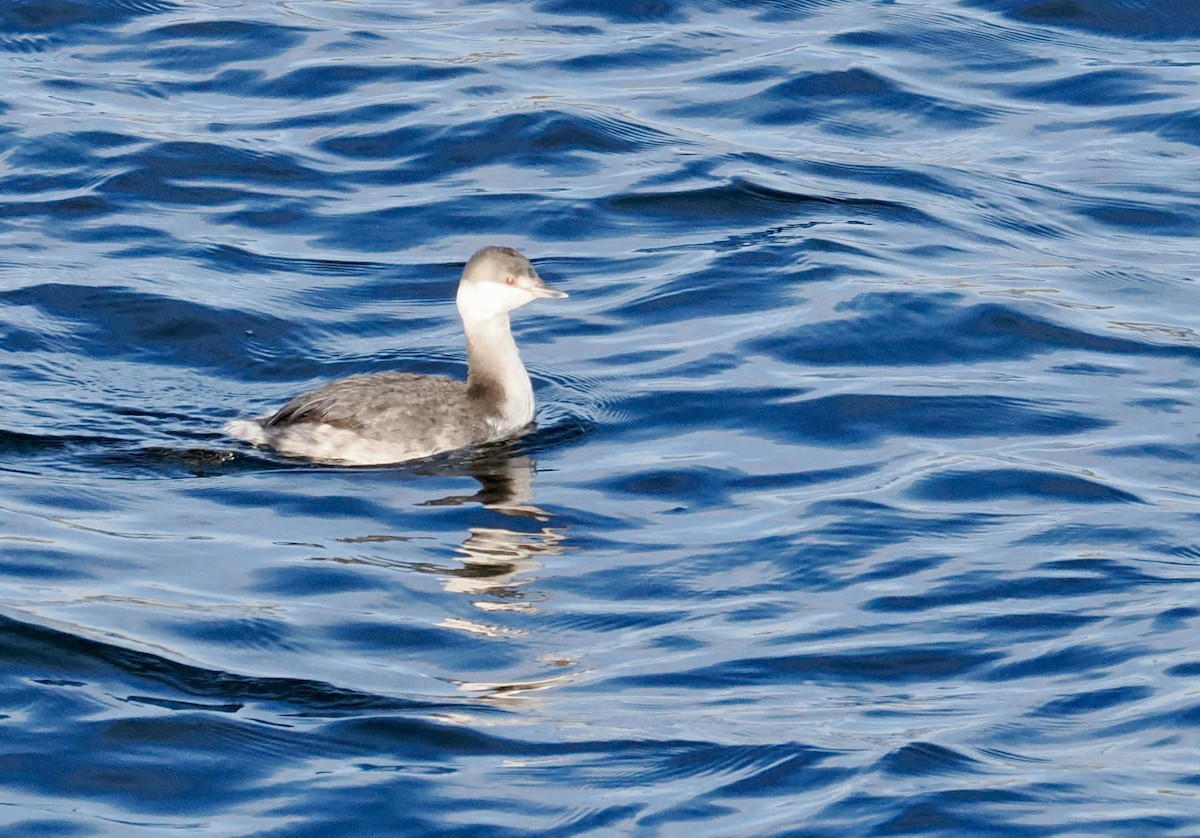 Красношейная поганка - ML646236237