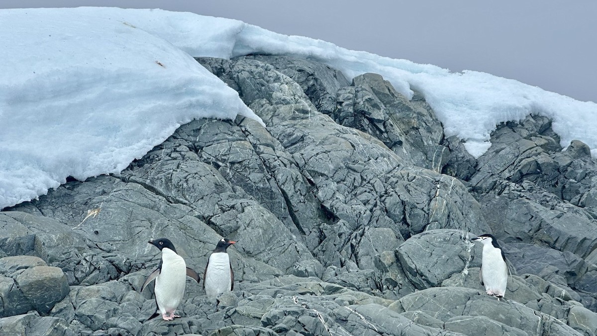 Chinstrap Penguin - ML646236240
